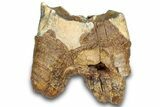 Fossil Woolly Rhino (Coelodonta) Tooth - Siberia #303339-1